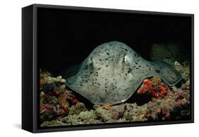 Black-Spotted Stingray (Taeniura Meyeni).-Reinhard Dirscherl-Framed Stretched Canvas