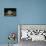 Black-Spotted Stingray (Taeniura Meyeni).-Reinhard Dirscherl-Stretched Canvas displayed on a wall