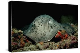 Black-Spotted Stingray (Taeniura Meyeni).-Reinhard Dirscherl-Stretched Canvas