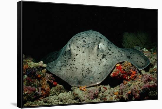 Black-Spotted Stingray (Taeniura Meyeni).-Reinhard Dirscherl-Framed Stretched Canvas