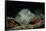 Black-Spotted Stingray (Taeniura Meyeni).-Reinhard Dirscherl-Framed Stretched Canvas