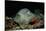 Black-Spotted Stingray (Taeniura Meyeni).-Reinhard Dirscherl-Stretched Canvas