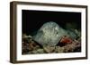 Black-Spotted Stingray (Taeniura Meyeni).-Reinhard Dirscherl-Framed Photographic Print