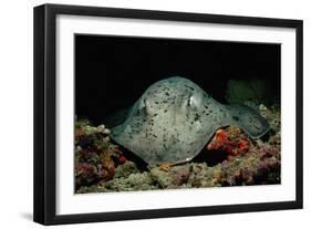 Black-Spotted Stingray (Taeniura Meyeni).-Reinhard Dirscherl-Framed Photographic Print