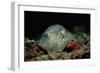 Black-Spotted Stingray (Taeniura Meyeni).-Reinhard Dirscherl-Framed Photographic Print