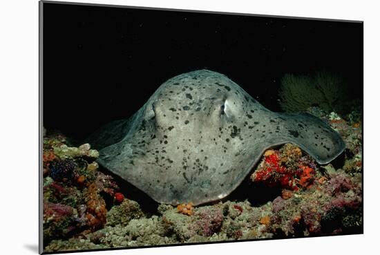 Black-Spotted Stingray (Taeniura Meyeni).-Reinhard Dirscherl-Mounted Photographic Print