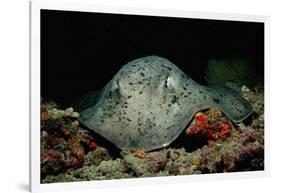 Black-Spotted Stingray (Taeniura Meyeni).-Reinhard Dirscherl-Framed Photographic Print