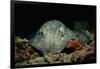 Black-Spotted Stingray (Taeniura Meyeni).-Reinhard Dirscherl-Framed Photographic Print