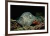 Black-Spotted Stingray (Taeniura Meyeni).-Reinhard Dirscherl-Framed Photographic Print