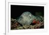 Black-Spotted Stingray (Taeniura Meyeni).-Reinhard Dirscherl-Framed Photographic Print