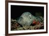 Black-Spotted Stingray (Taeniura Meyeni).-Reinhard Dirscherl-Framed Photographic Print