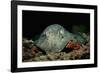 Black-Spotted Stingray (Taeniura Meyeni).-Reinhard Dirscherl-Framed Photographic Print