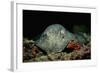 Black-Spotted Stingray (Taeniura Meyeni).-Reinhard Dirscherl-Framed Photographic Print