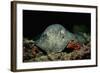 Black-Spotted Stingray (Taeniura Meyeni).-Reinhard Dirscherl-Framed Photographic Print