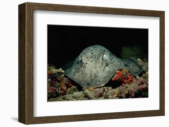 Black-Spotted Stingray (Taeniura Meyeni).-Reinhard Dirscherl-Framed Photographic Print