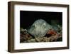 Black-Spotted Stingray (Taeniura Meyeni).-Reinhard Dirscherl-Framed Photographic Print