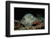 Black-Spotted Stingray (Taeniura Meyeni).-Reinhard Dirscherl-Framed Photographic Print