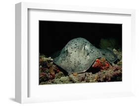 Black-Spotted Stingray (Taeniura Meyeni).-Reinhard Dirscherl-Framed Photographic Print