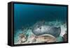 Black-Spotted Stingray-Reinhard Dirscherl-Framed Stretched Canvas