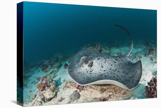 Black-Spotted Stingray-Reinhard Dirscherl-Stretched Canvas