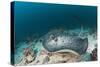 Black-Spotted Stingray-Reinhard Dirscherl-Stretched Canvas