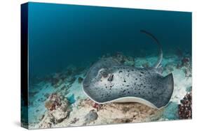 Black-Spotted Stingray-Reinhard Dirscherl-Stretched Canvas