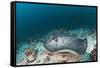 Black-Spotted Stingray-Reinhard Dirscherl-Framed Stretched Canvas