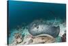 Black-Spotted Stingray-Reinhard Dirscherl-Stretched Canvas