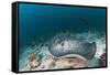 Black-Spotted Stingray-Reinhard Dirscherl-Framed Stretched Canvas