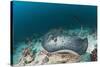 Black-Spotted Stingray-Reinhard Dirscherl-Stretched Canvas