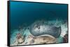 Black-Spotted Stingray-Reinhard Dirscherl-Framed Stretched Canvas