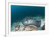 Black-Spotted Stingray-Reinhard Dirscherl-Framed Photographic Print