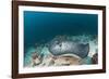 Black-Spotted Stingray-Reinhard Dirscherl-Framed Photographic Print