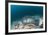 Black-Spotted Stingray-Reinhard Dirscherl-Framed Photographic Print