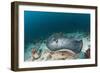 Black-Spotted Stingray-Reinhard Dirscherl-Framed Photographic Print