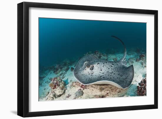 Black-Spotted Stingray-Reinhard Dirscherl-Framed Photographic Print