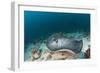 Black-Spotted Stingray-Reinhard Dirscherl-Framed Photographic Print