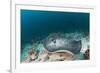 Black-Spotted Stingray-Reinhard Dirscherl-Framed Photographic Print