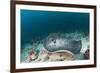 Black-Spotted Stingray-Reinhard Dirscherl-Framed Photographic Print