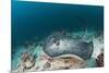 Black-Spotted Stingray-Reinhard Dirscherl-Mounted Photographic Print