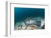 Black-Spotted Stingray-Reinhard Dirscherl-Framed Photographic Print