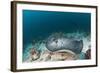 Black-Spotted Stingray-Reinhard Dirscherl-Framed Photographic Print