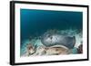 Black-Spotted Stingray-Reinhard Dirscherl-Framed Photographic Print