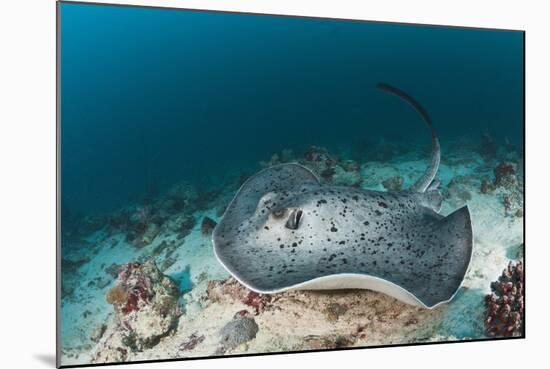 Black-Spotted Stingray-Reinhard Dirscherl-Mounted Photographic Print