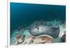 Black-Spotted Stingray-Reinhard Dirscherl-Framed Photographic Print