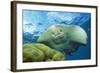 Black-Spotted Stingray-null-Framed Photographic Print