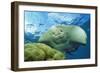 Black-Spotted Stingray-null-Framed Photographic Print