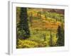 Black Spruce, Bearberry and Blueberry Bushes, Denali National Park, Alaska, USA-Stuart Westmoreland-Framed Photographic Print