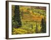 Black Spruce, Bearberry and Blueberry Bushes, Denali National Park, Alaska, USA-Stuart Westmoreland-Framed Photographic Print