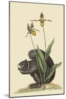 Black Squirrel-Mark Catesby-Mounted Art Print